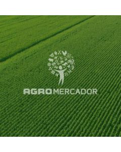 SEM. SORGO HIB DKB 540 10 KG - SEMENTE SORGO